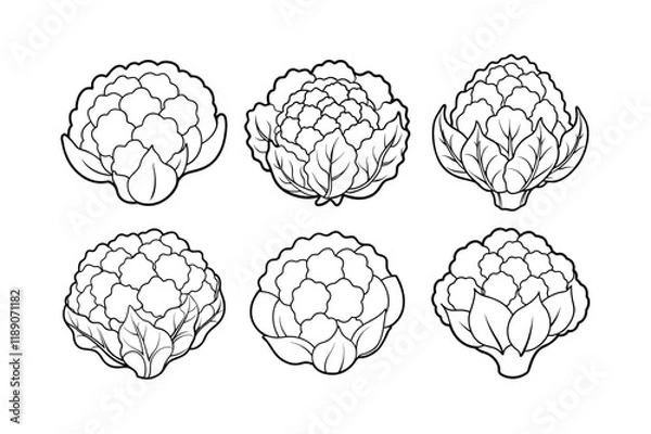 Obraz Cauliflower (Brassica oleracea var. botrytis) design, labeled line art vector illustration