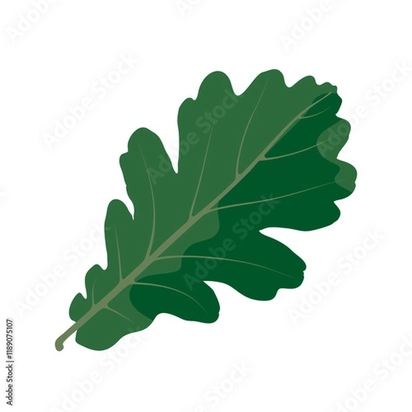 Fototapeta Green oak leaf resting on a plain background showcasing its unique shape and texture