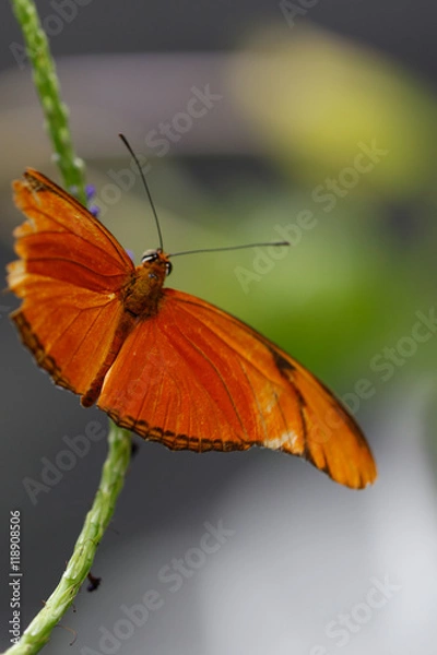 Fototapeta Animals: Orange butterfly on a flower