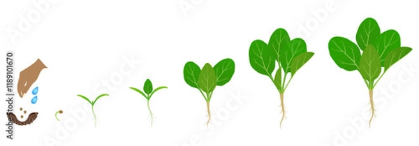 Fototapeta Cycle of growth of spinach plant isolated on a white background..eps