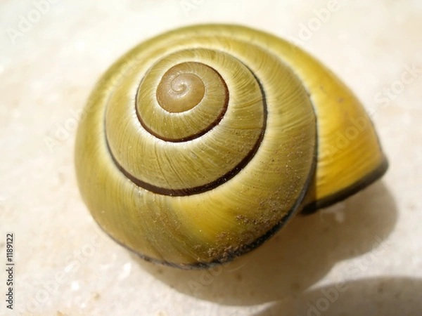 Obraz snail