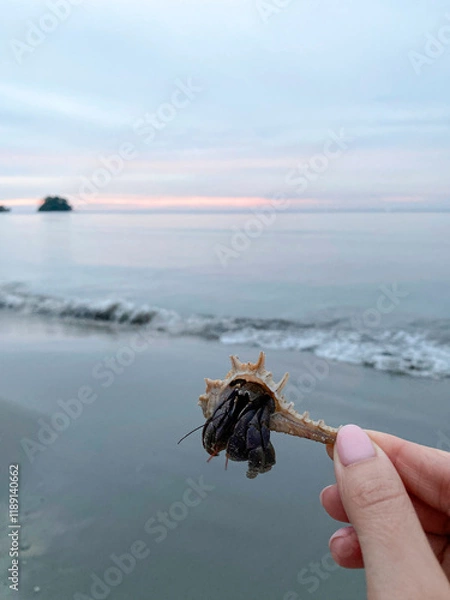 Fototapeta Hermit crab in a woman's hand against the ocean, in the evening. Rest, relaxation, studying crabs in their natural habitat, nature, pink sunset