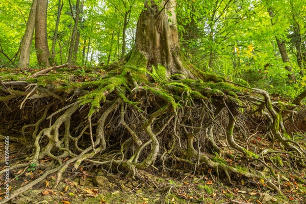 Fototapeta Twisted tree roots covered with green moss