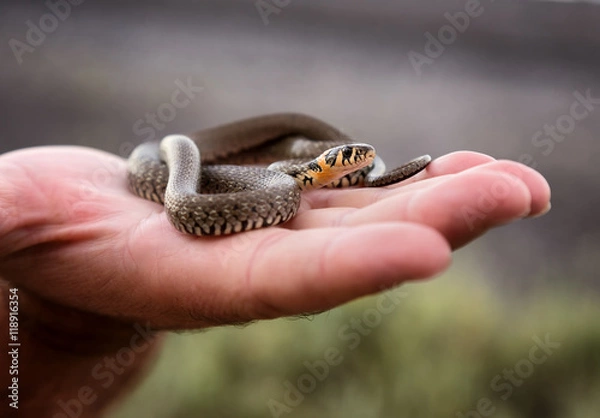 Fototapeta Small non-poisonous grass snake on the man's palm
