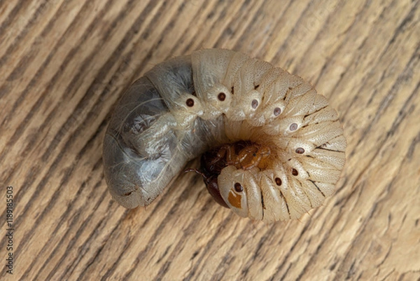 Obraz White chafer grub against the wooden background. Larva of the May beetle. Agricultural pest.
