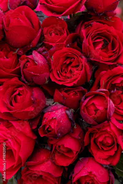 Obraz Many red roses together. Red background
