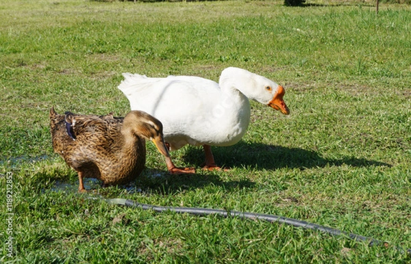 Fototapeta White goose with grey duck on green grass