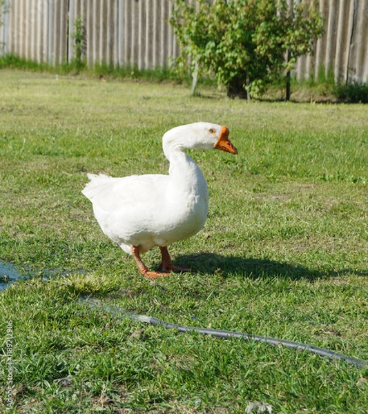 Fototapeta A white goose on the green grass on a sunny day