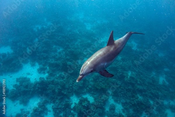 Obraz Dolphin and Coral