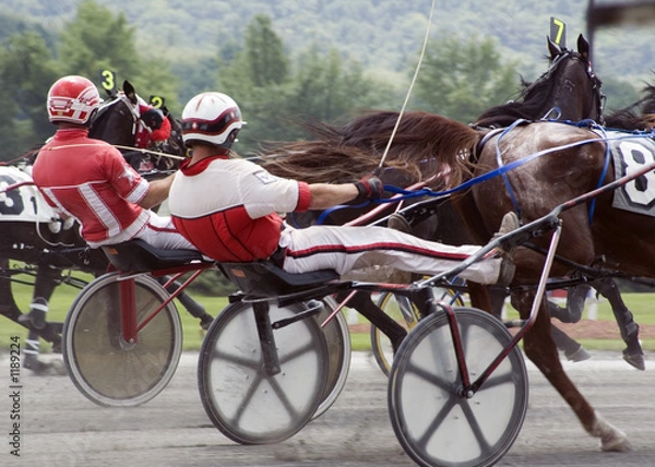 Obraz harness race-2