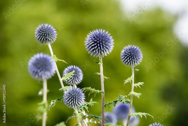 Obraz Bright blue echinops in a garden in England