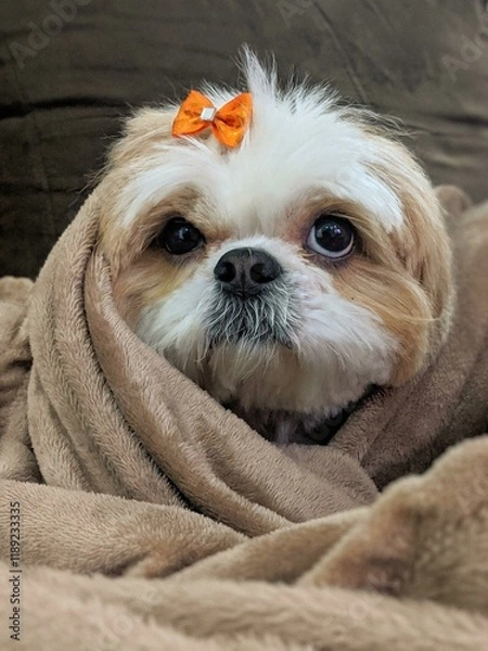 Obraz Shitzu dog in the cold with blanket