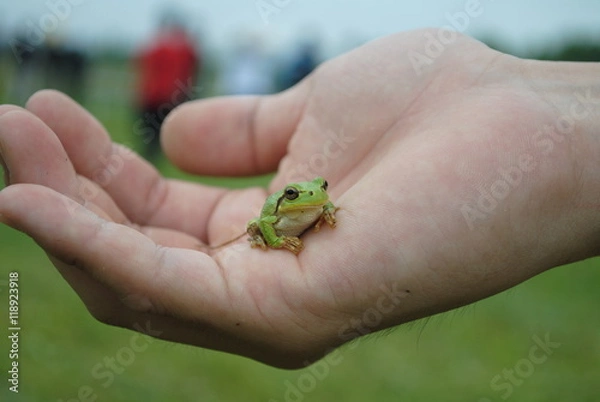 Obraz 川辺の緑のカエル
