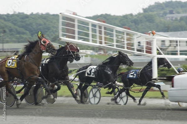 Obraz harness race-6