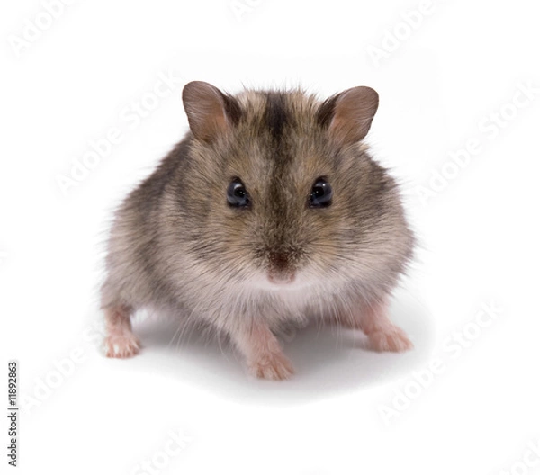 Obraz little dwarf hamster