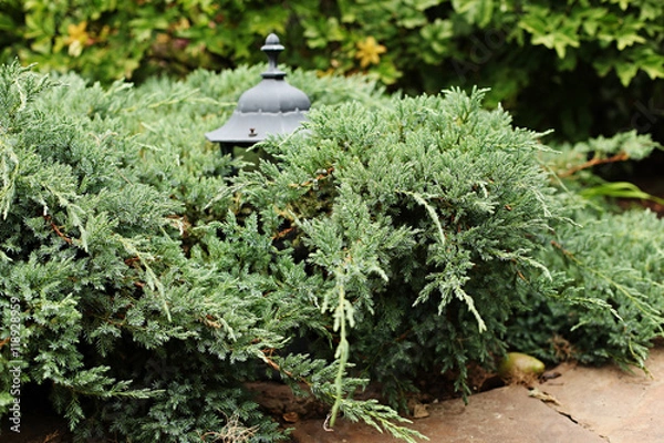 Obraz Juniper Blue Carpet horizontal with lantern