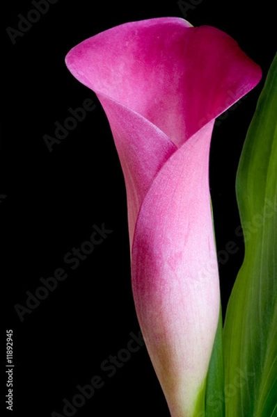 Obraz Calla lily
