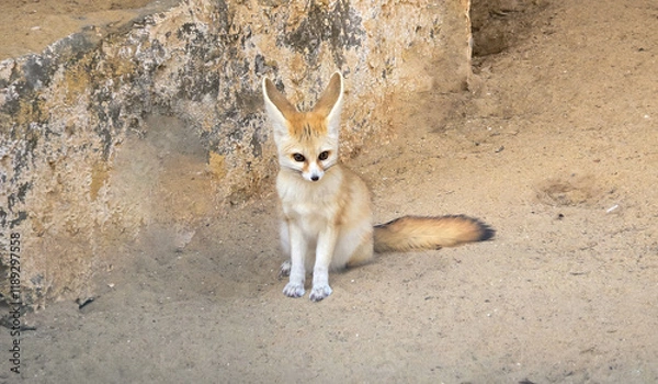 Fototapeta Fennec fox sitting on sandy ground in a desert setting..