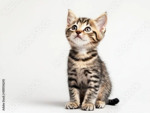 Obraz a small tabby kitten sits and looks up