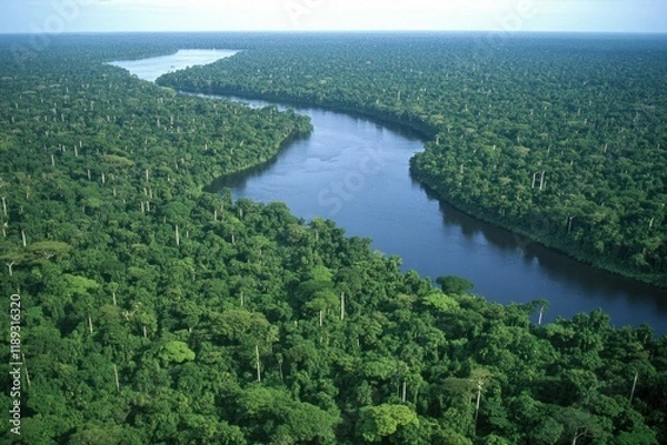 Fototapeta Aerial view Rainforest river, lush canopy, conservation