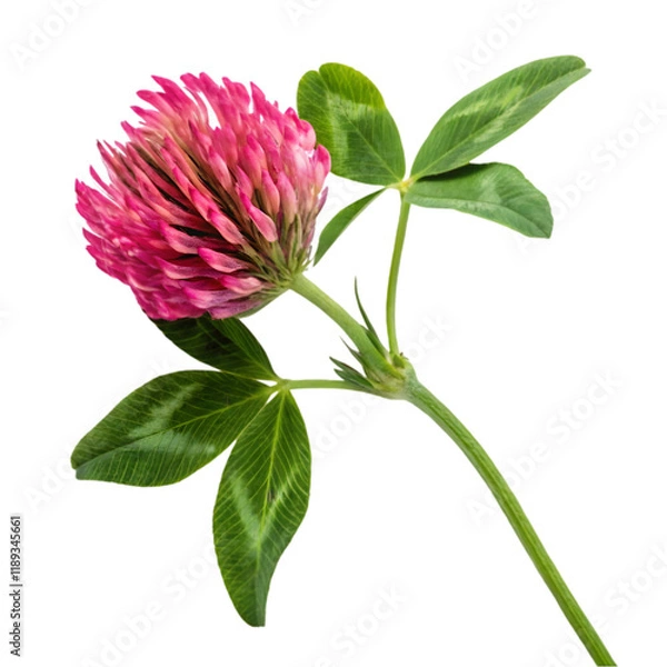 Obraz red clover flower on transparent background