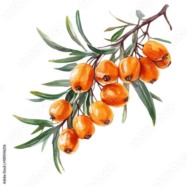 Fototapeta A watercolor vector painting of Sea Buckthorn, isolated on a white background. Sea Buckthorn vector.

