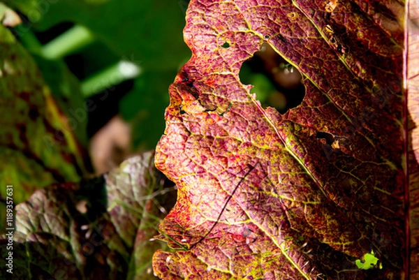 Fototapeta Przebarwiony jesienny liść szczawiu zwyczajnego (Rumex acetosa) z widocznymi dziurami, podkreślający przemijanie, ulotność i piękno natury w jesiennej aurze łąk i lasów Polski lub Litwy
