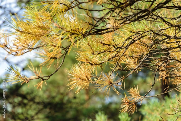 Fototapeta Pine branch with yellowed needles close-up