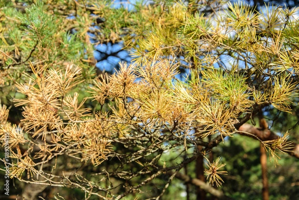 Fototapeta A close up of branches of a pine tree with green and yellow needles.