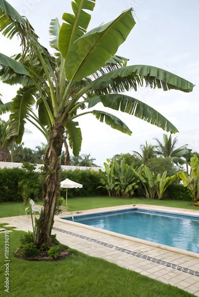 Obraz Tropical Banana Tree (Musa) Near a Swimming Pool, Creating a Relaxing Exotic Ambiance