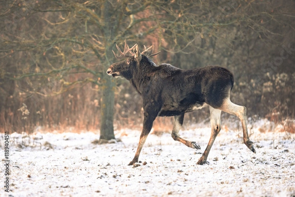 Obraz Eurasian moose