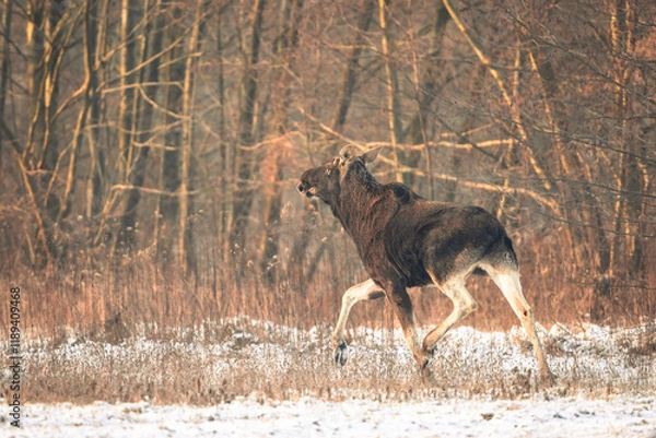 Obraz Eurasian moose