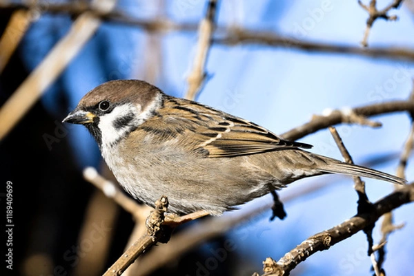 Obraz Tree sparrow