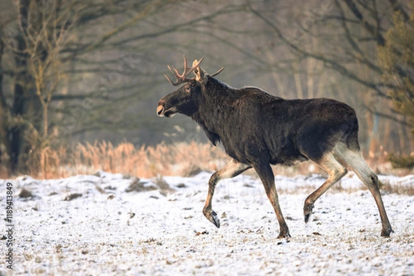 Obraz Eurasian moose