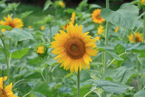 Fototapeta sunflower