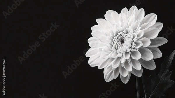 Fototapeta Monochrome Elegance: A solitary white chrysanthemum, with intricate petals, blooms against a stark black background, creating a timeless and elegant image.