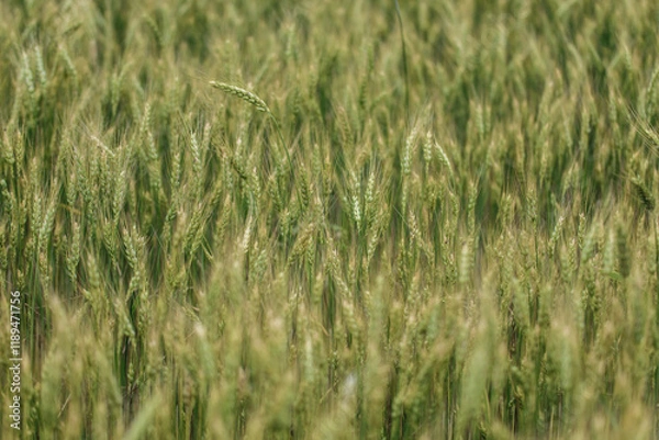 Fototapeta Green field of cereals in spring, background