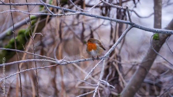 Fototapeta European robin perched on frosty branches in Castle Semple Country Park, Scotland, UK, captured on 2025-01-11. A serene winter scene.