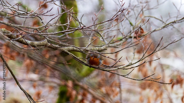 Fototapeta European robin sitting on frosted branches in Castle Semple Country Park, Scotland, UK, taken on 2025-01-11. A peaceful winter setting.