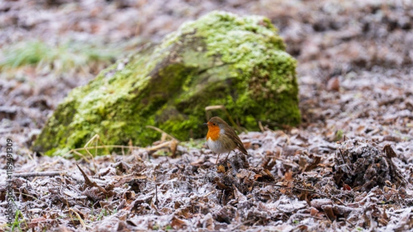 Fototapeta European robin on frosty leaves near moss in Castle Semple Country Park, Scotland, UK, photographed on 2025-01-11. A vibrant winter capture.