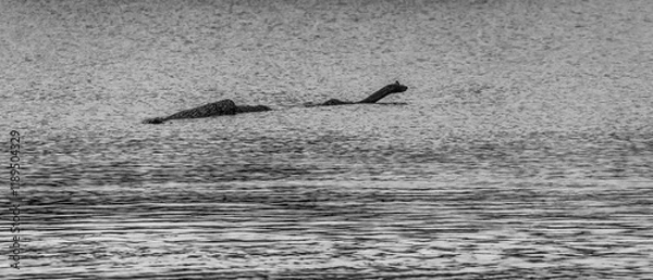 Fototapeta Log in the lake looks like the Loch Ness monster
