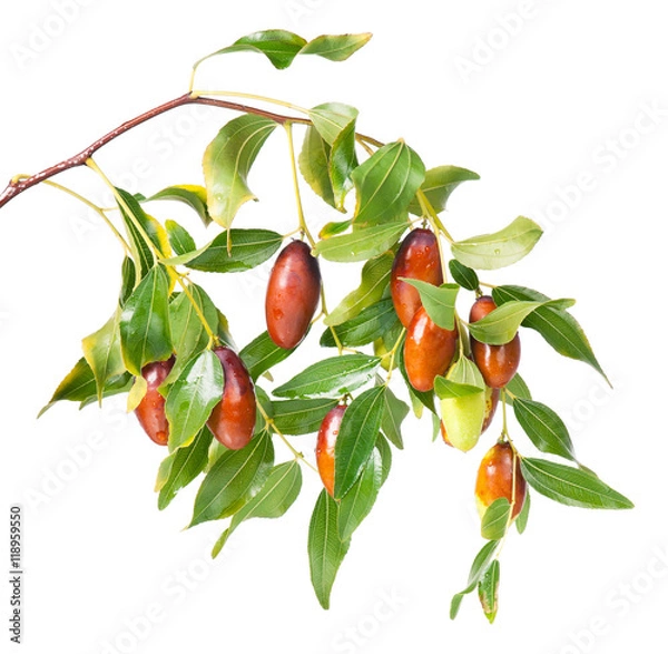 Obraz Fresh jujube fruit