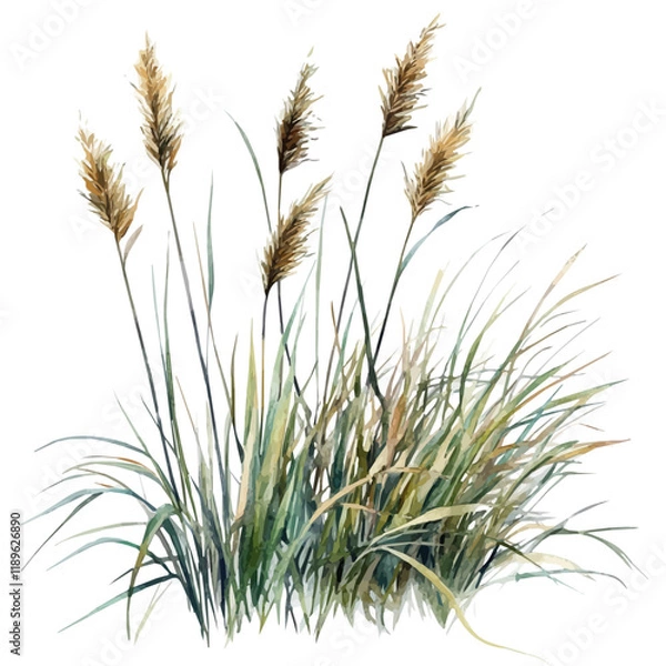 Fototapeta A watercolor drawing of marsh grass, isolated on a white background. Marsh grass vector.
