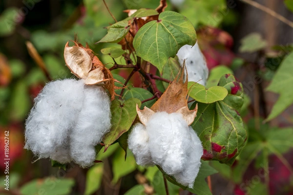 Fototapeta Coton fleur