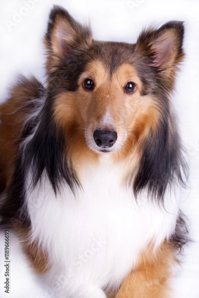 Fototapeta Sheltie or Toy Collie on White Background in Studio