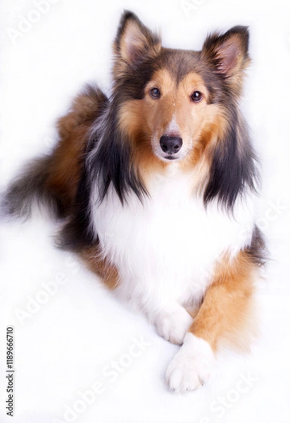 Fototapeta Sheltie or Toy Collie on White Background in Studio