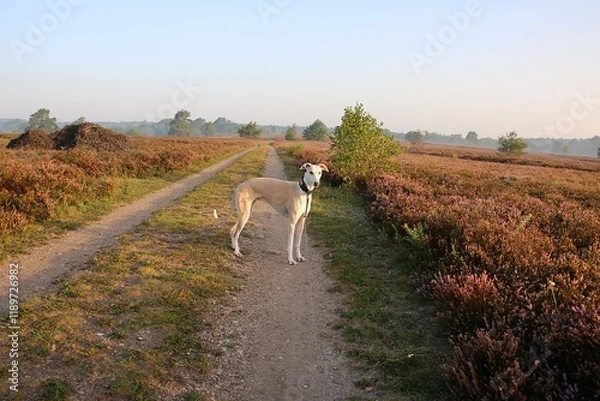 Fototapeta handsome brown white galgo stands on a sandy path in a beautiful heath landscape early in the morning