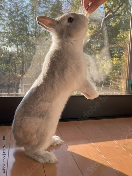 Obraz ウサギが立った