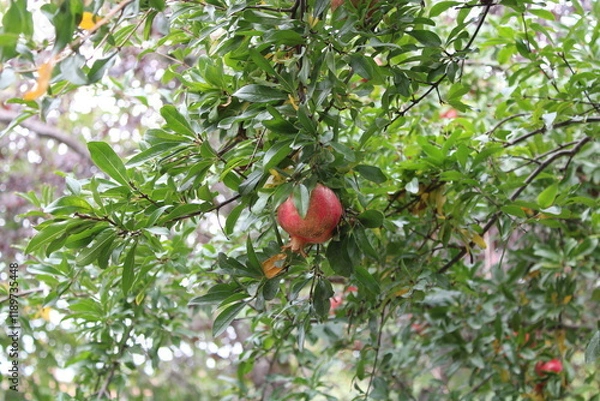 Obraz pomegranate on tree