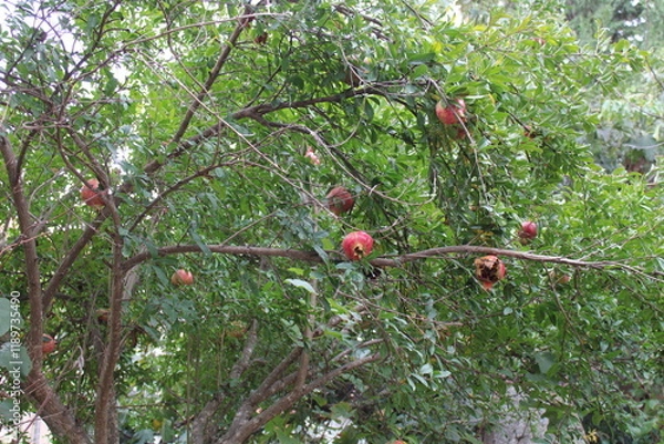 Obraz pomegranate on tree